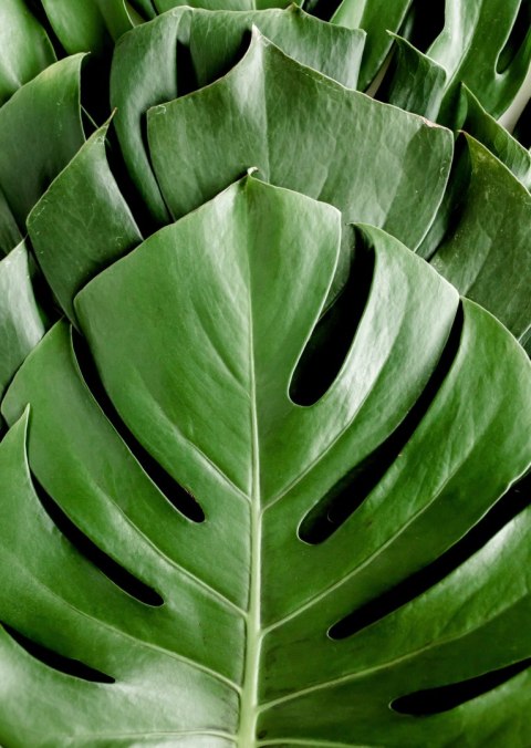 Plakat Monstera Liście Palmowe