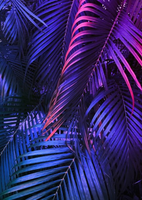 Plakat Tropikalne Neonowe Liście Palmowe