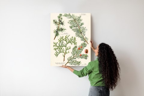 Plakat Wizerunki Starych Roślin Botanicznych