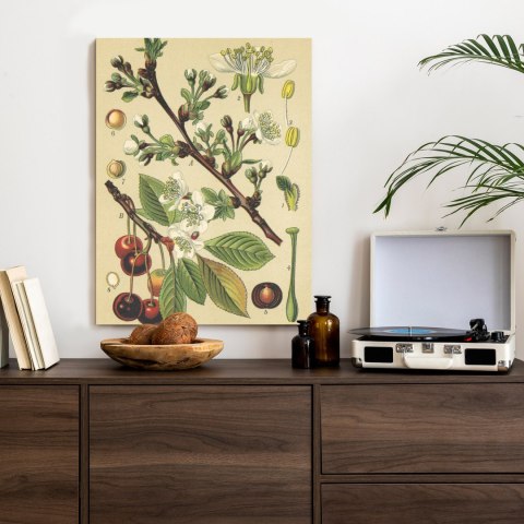 Plakat Archiwalna Ilustracja Botaniczna Kwiatów Wiśni