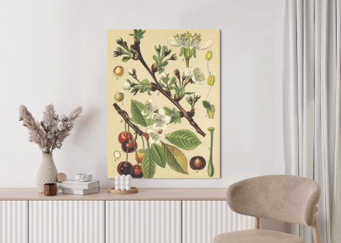 Plakat Archiwalna Ilustracja Botaniczna Kwiatów Wiśni