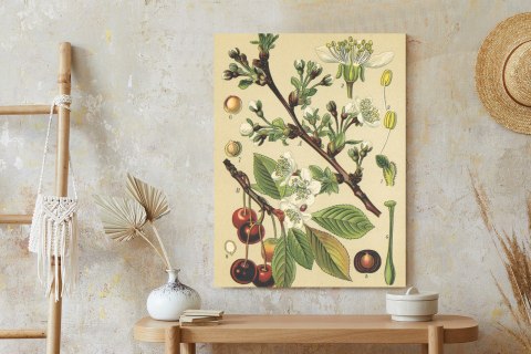 Plakat Archiwalna Ilustracja Botaniczna Kwiatów Wiśni