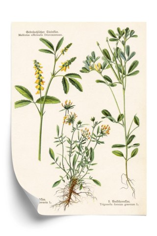 Plakat Różne Rośliny Botaniczne