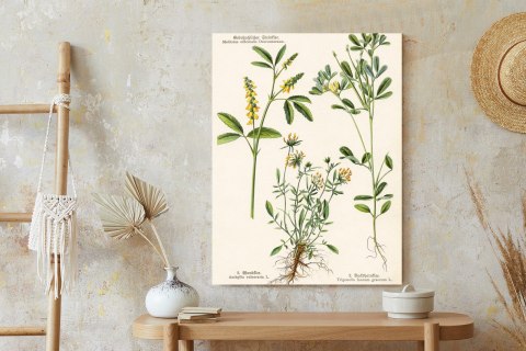 Plakat Różne Rośliny Botaniczne
