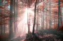 Fototapeta Las Barwy Jesieni