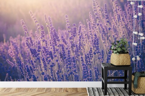 Fototapeta Lawenda Kwiaty