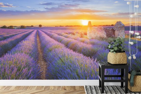 Fototapeta Pole Lawenda