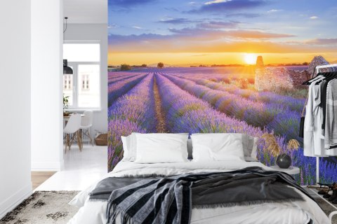 Fototapeta Pole Lawenda