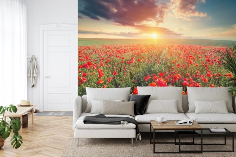 Fototapeta Pole Maków