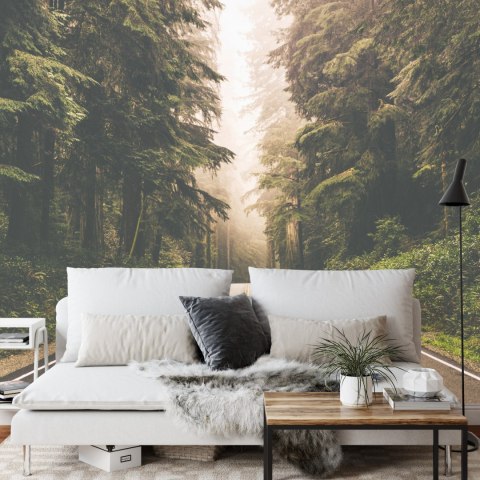 Fototapeta Droga W Amerykańskim Lesie