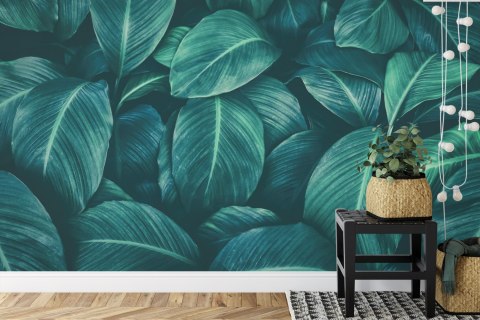 Fototapeta Ciemne Liście Tropikalne