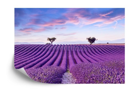 Fototapeta Pole Lawenda