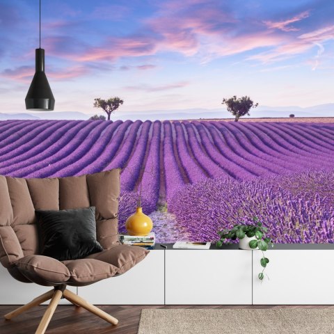 Fototapeta Pole Lawenda