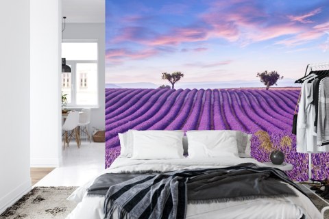 Fototapeta Pole Lawenda