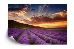 Fototapeta Pole Lawenda