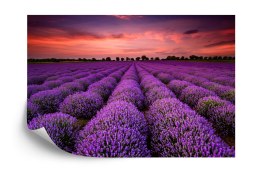 Fototapeta Pole Lawendy