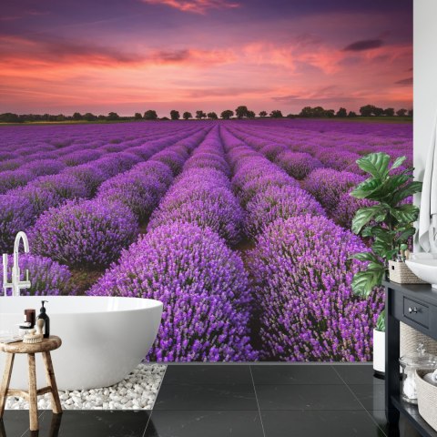 Fototapeta Pole Lawendy