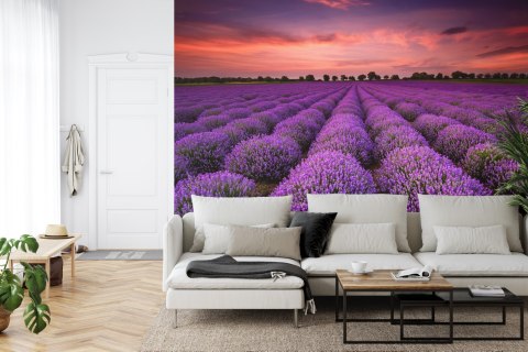 Fototapeta Pole Lawendy