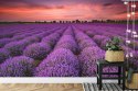 Fototapeta Pole Lawendy