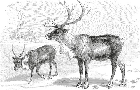 Fototapeta Jeleń Vintage