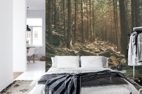 Fototapeta Las Drzewa Kamienie