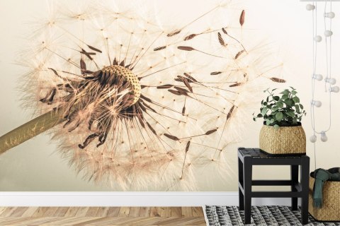 Fototapeta Nasiona Dmuchawca