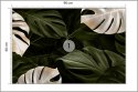 Fototapeta Białe I Zielone Liście Monstery