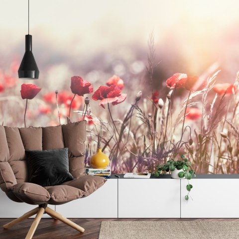 Fototapeta Maki Kwiaty