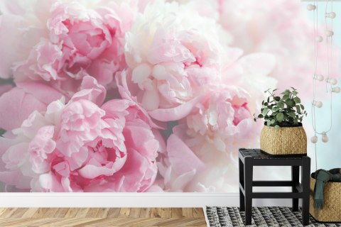 Fototapeta Kwitnące Peonie