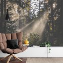 Fototapeta Las We Mgle