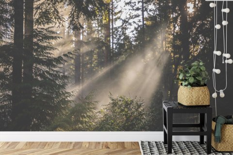 Fototapeta Las We Mgle