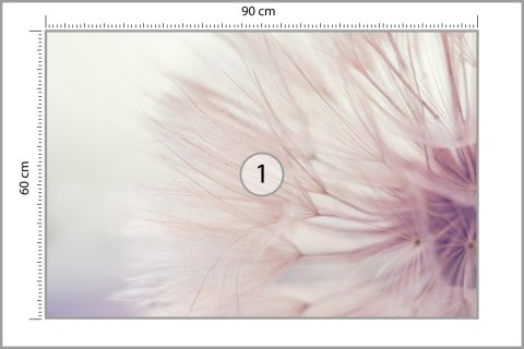 Fototapeta Nasiona Dmuchawca