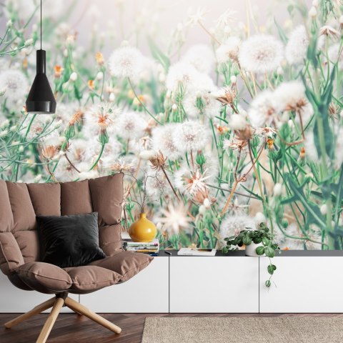 Fototapeta Dmuchawce