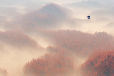 Fototapeta Las We Mgle