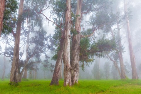 Fototapeta Las We Mgle