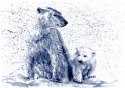 Fototapeta Niedźwiedzie Polarne