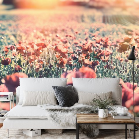 Fototapeta Łąka Pełna Maków