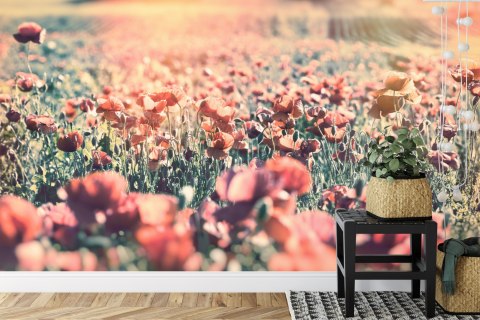 Fototapeta Łąka Pełna Maków