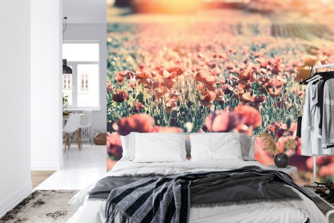 Fototapeta Łąka Pełna Maków