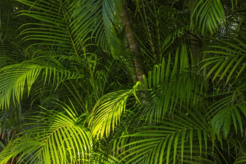 Fototapeta Liście Palmowe