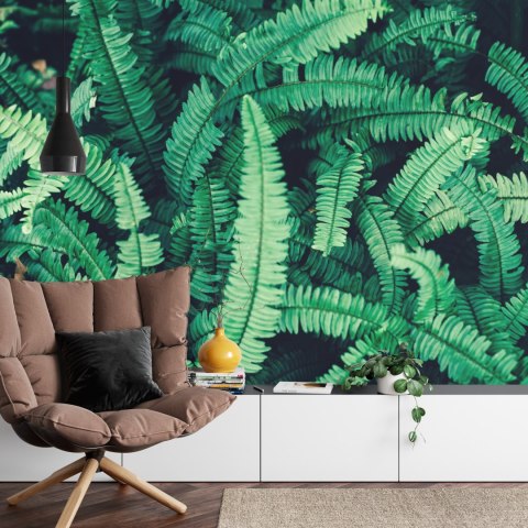 Fototapeta Liście Paproci