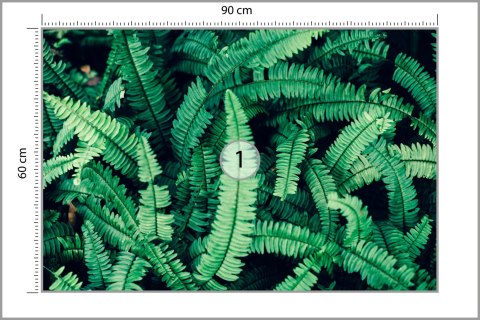 Fototapeta Liście Paproci