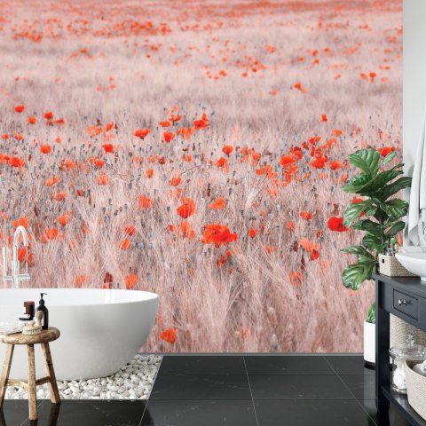 Fototapeta Pole Maków