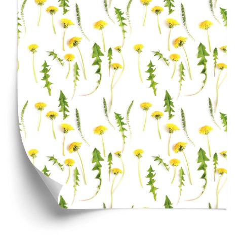 Tapeta Kwiaty Mlecza Z Liśćmi