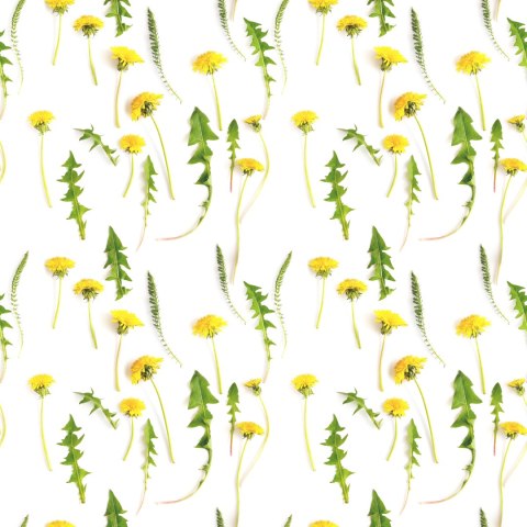 Tapeta Kwiaty Mlecza Z Liśćmi