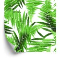 Tapeta Liście Paproci