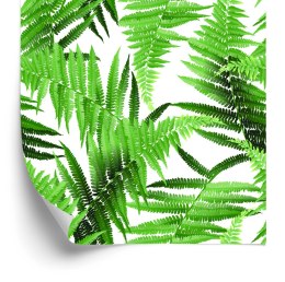 Tapeta Liście Paproci