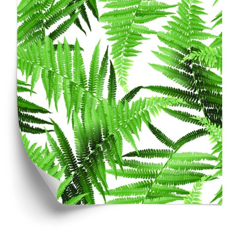 Tapeta Liście Paproci