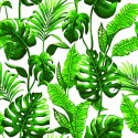 Tapeta Liście Monstera I Palmy