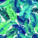 Tapeta Piękne Turkusowe Liście Tropikalne
